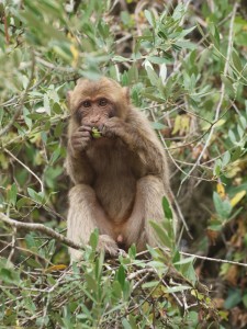 An ape