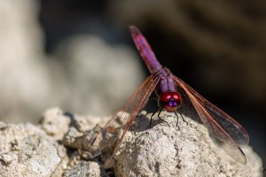 Libelle